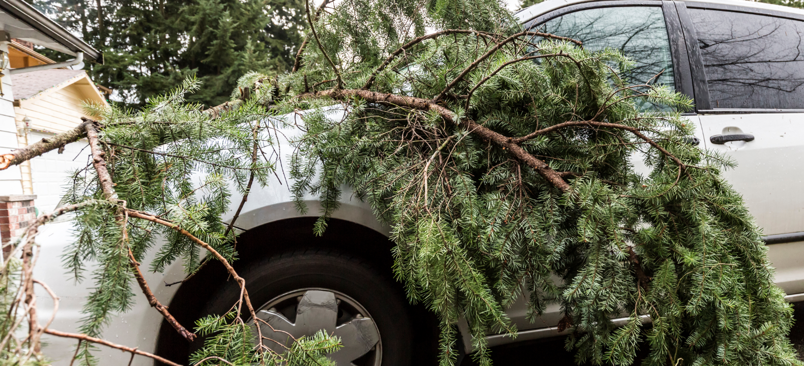 Wann haftet der Baumhalter bei Schäden durch umstürzende Bäume oder Äste?